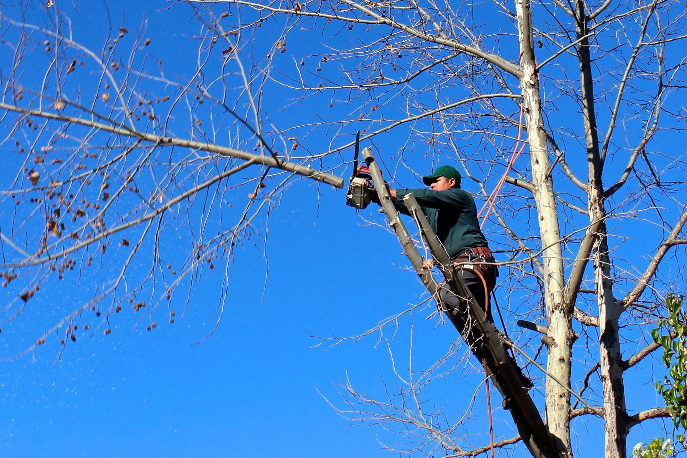 What You Need To Know About Stump Removal